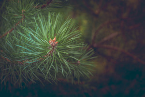 modern-3-piece-acrylic-print-pine-tree-close-up