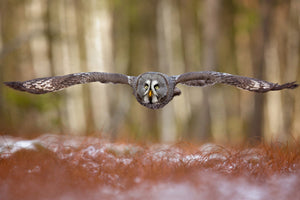 3-piece-canvas-print-great-grey-owl