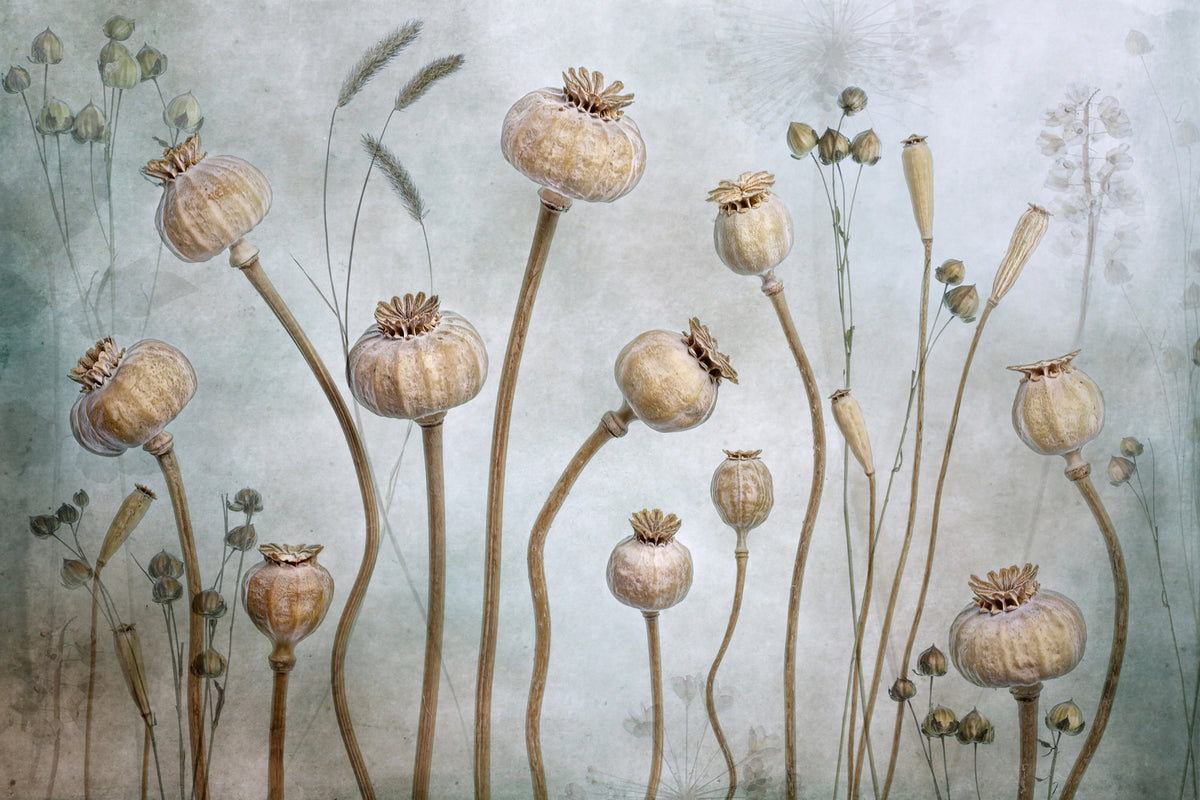 framedposter-print-papaver