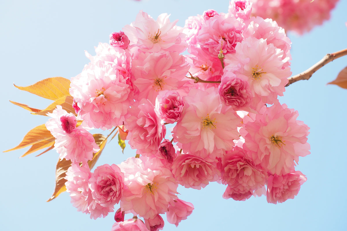 3-piece-canvas-print-the-cherry-blossoms
