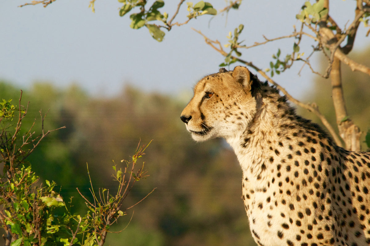 aluminium-print-cheetah-in-nature