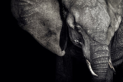 poster-print-the-matriarch