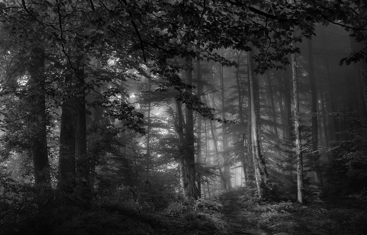 3-piece-canvas-print-see-into-the-trees