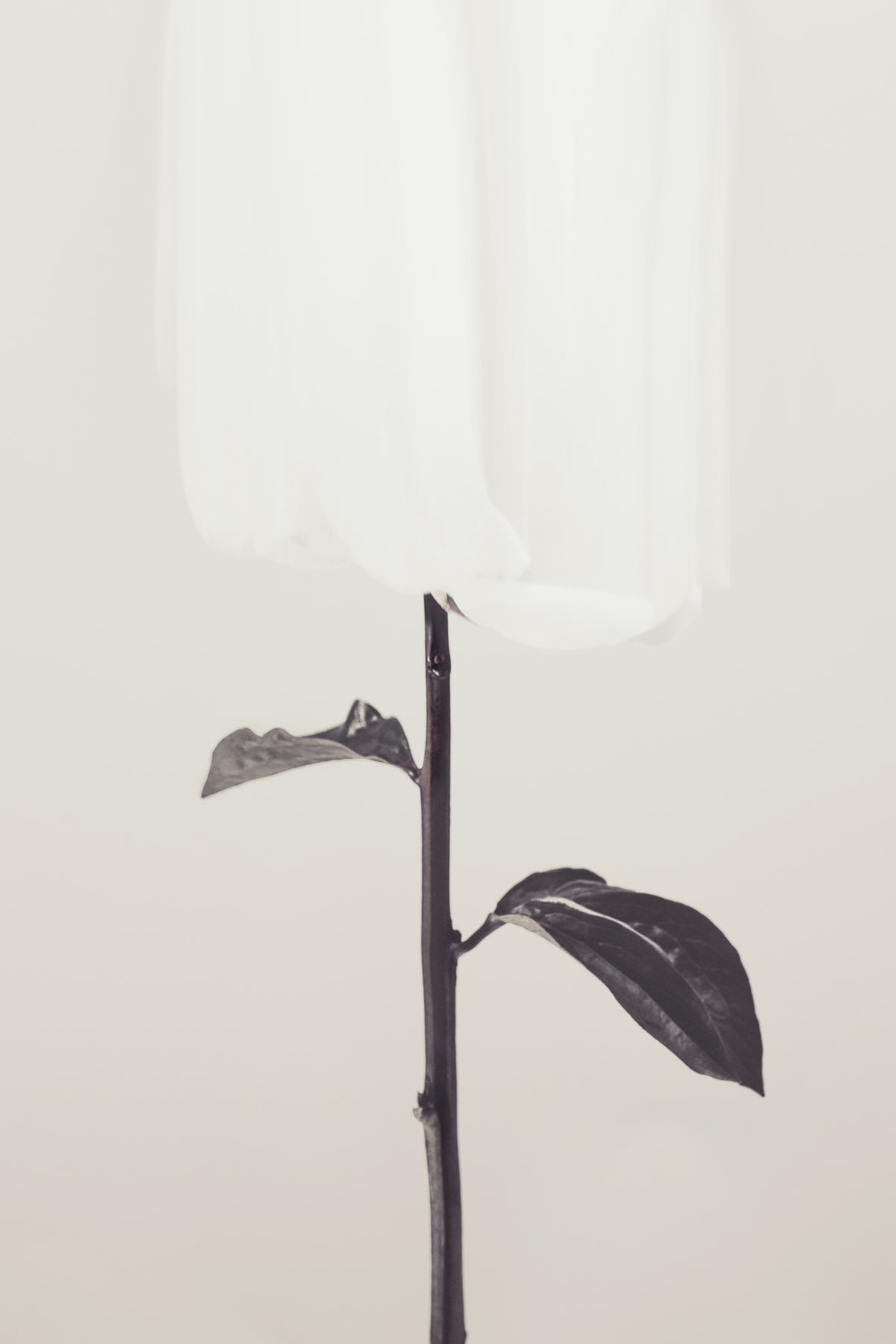 acrylic-print-peony-18