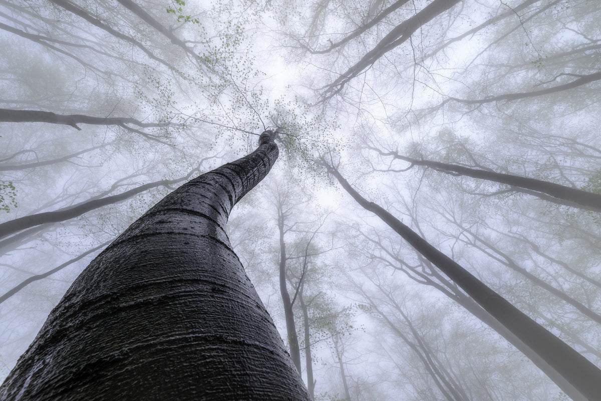 framedcanvas-print-beech-forest-2