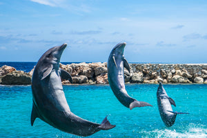 framedposter-print-3-dolphins