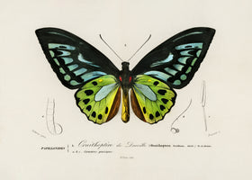 aluminium-print-green-birdwing-butterfly
