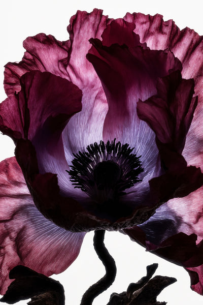 poster-print-lightfall-florals-velvet-cup