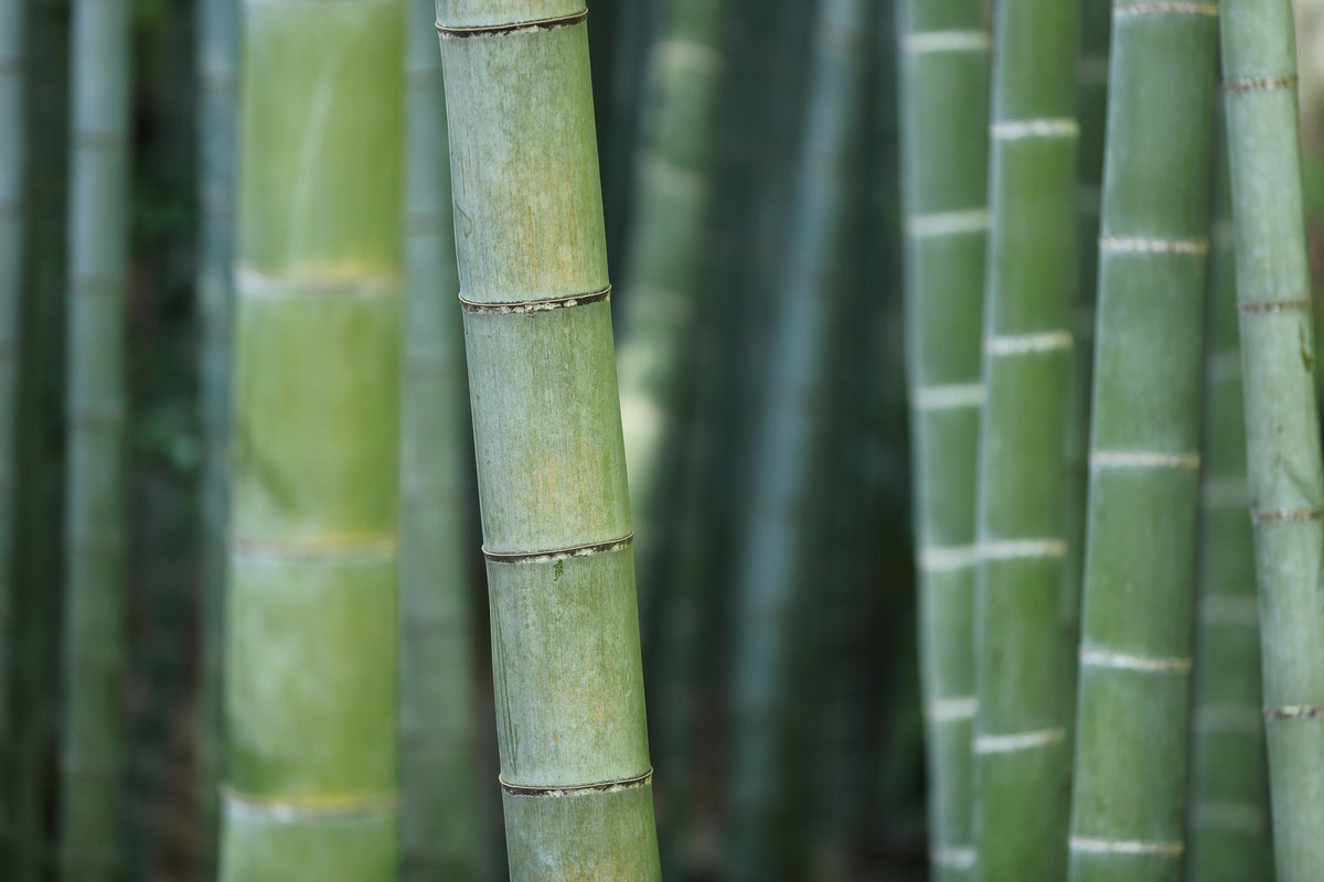 acrylic-print-bamboo-in-xxl