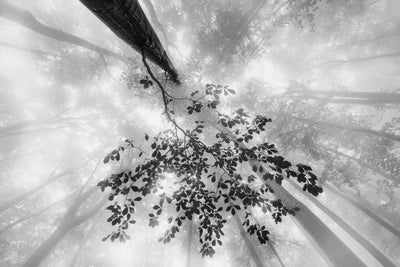poster-print-the-power-of-the-forest