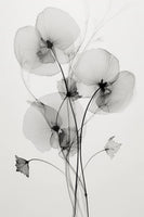 framedposter-print-transparent-botanic-no1