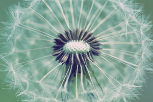 3-piece-aluminium-print-close-up-dandelion