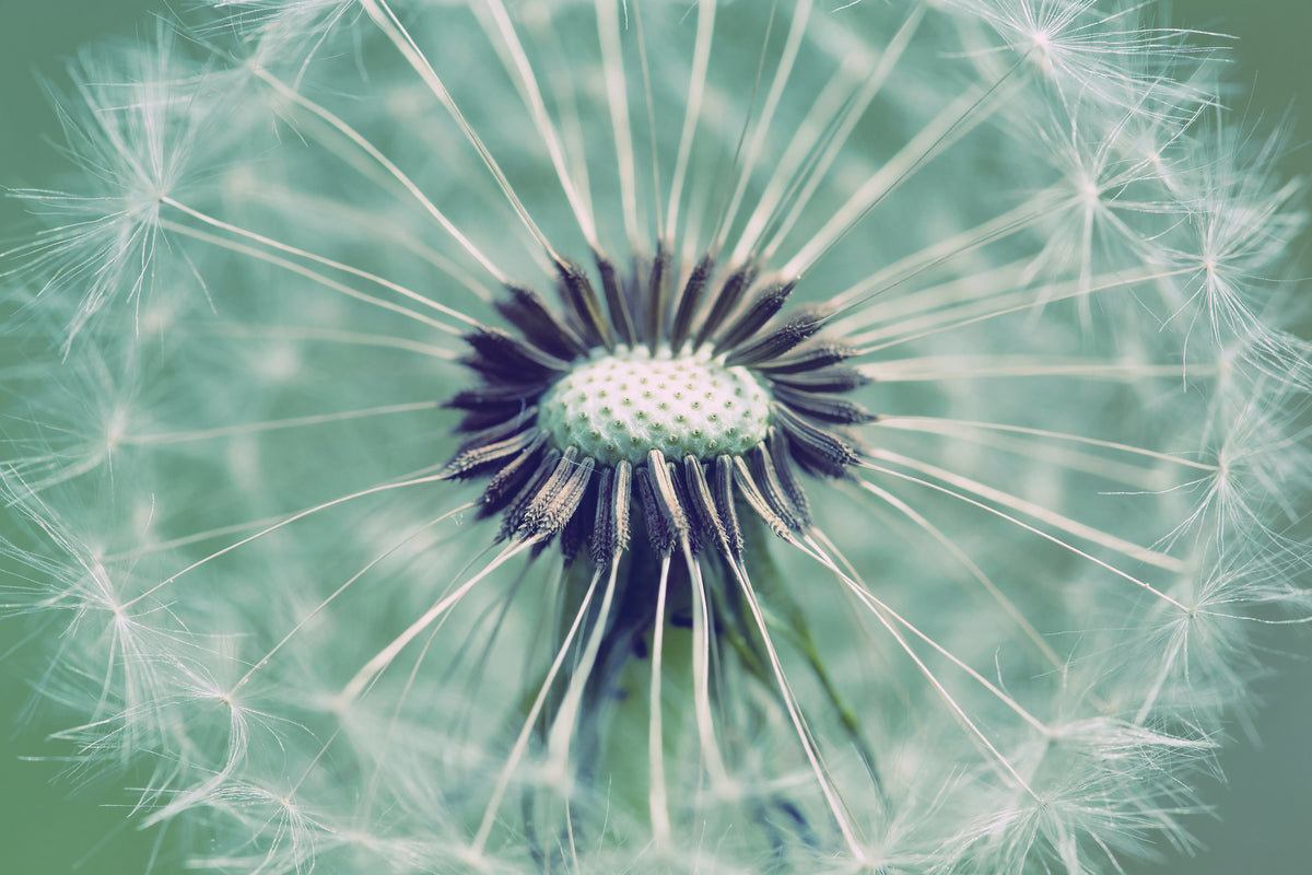3-piece-aluminium-print-close-up-dandelion