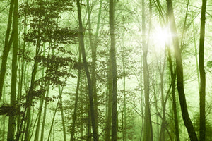 acrylic-print-nibelungen-forest