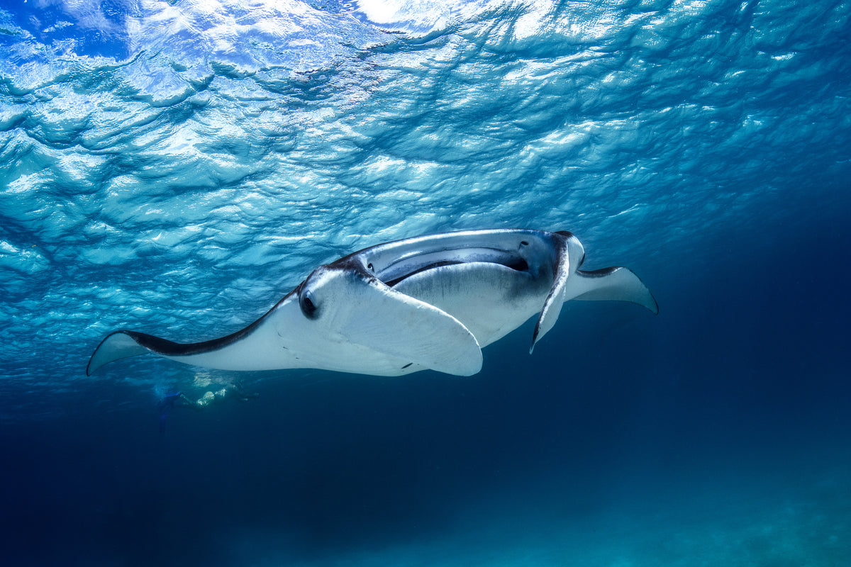 framedposter-print-manta-ray
