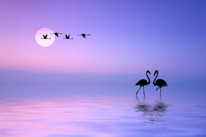 framedposter-print-flying-flamingo-x