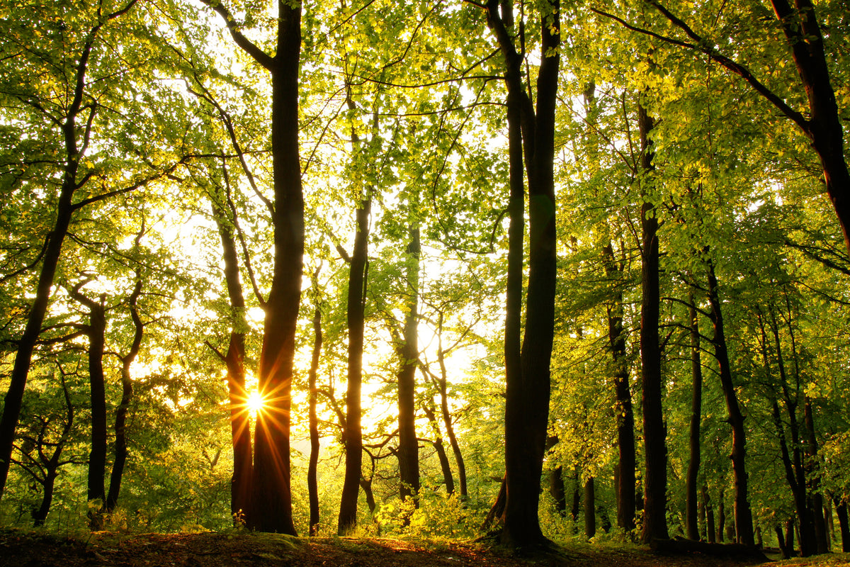 modern-3-piece-canvas-print-sunset-between-trees
