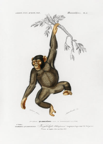 poster-print-chimpangze