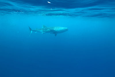 poster-print-the-whale-shark
