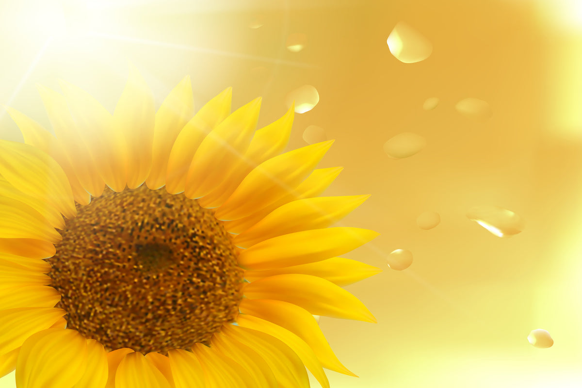 modern-3-piece-acrylic-print-sunflower-in-morning-dew