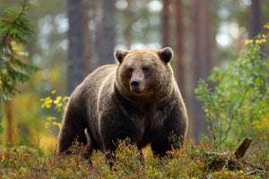 3-piece-canvas-print-big-brown-bear-in-a-forest