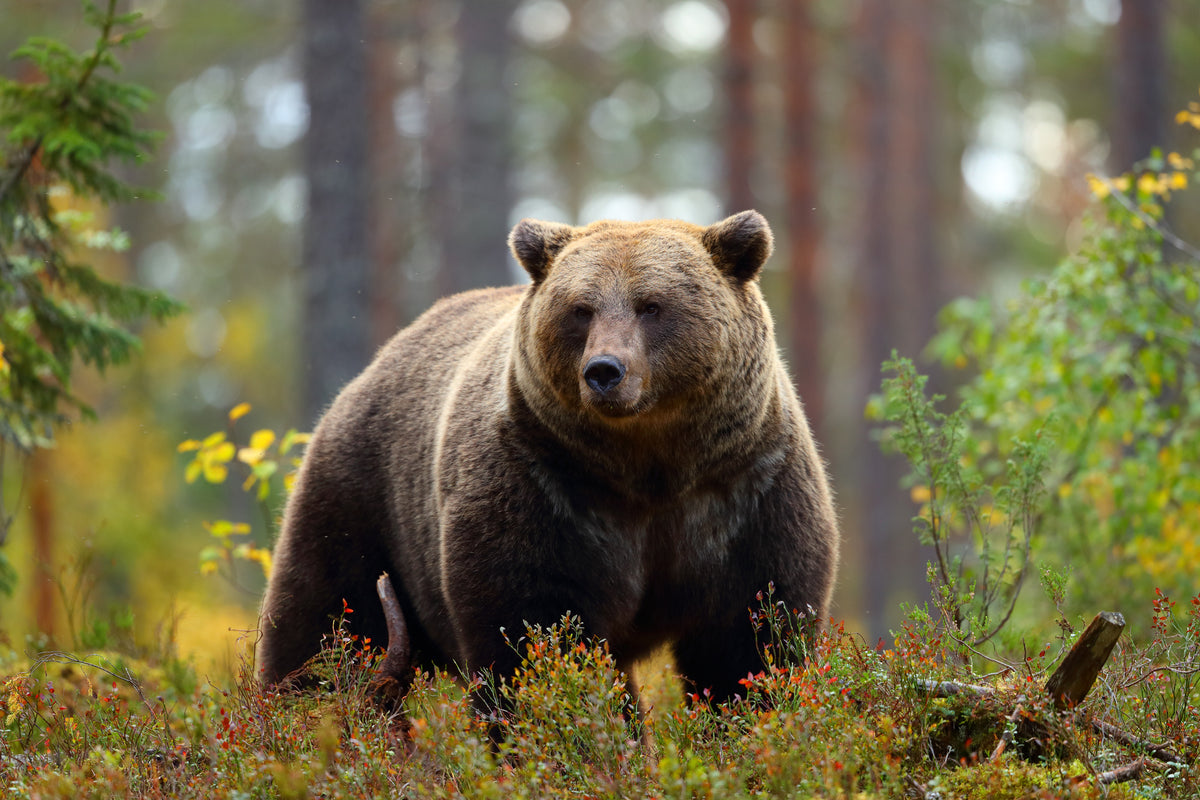 3-piece-canvas-print-big-brown-bear-in-a-forest