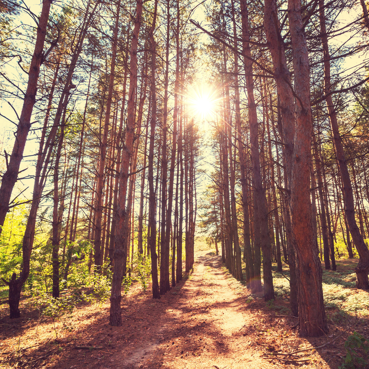 4-piece-aluminium-print-light-at-the-end-of-the-forest-path