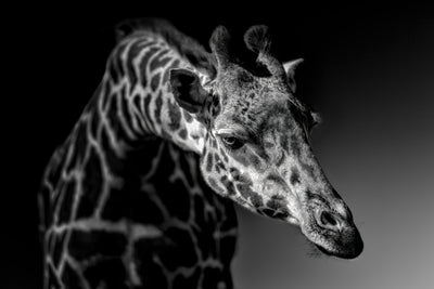 poster-print-giraffe-x