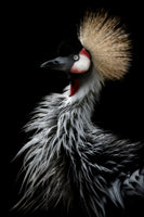 poster-print-crowned-cranes-portrait