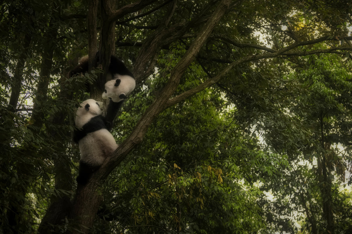 acrylic-print-panda-x