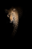 canvas-print-out-of-the-darkness-x