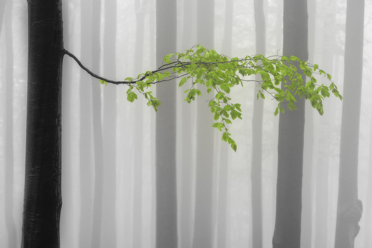 3-piece-aluminium-print-spring-leaves