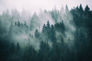 poster-print-misty-landscape-with-fir-forest