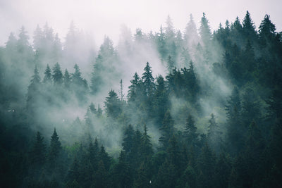 poster-print-misty-landscape-with-fir-forest