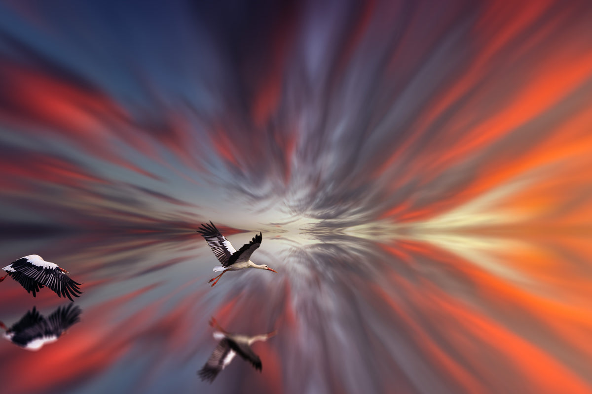 aluminium-print-the-storks