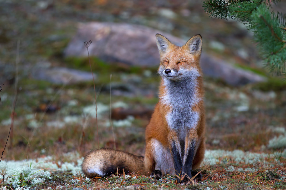 aluminium-print-fox-zen-algonquin-park-x
