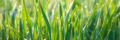 panoramic-poster-print-grass-with-morning-dew-xl-panorama