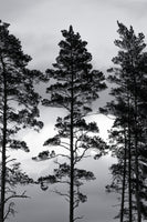 canvas-print-swedish-trees