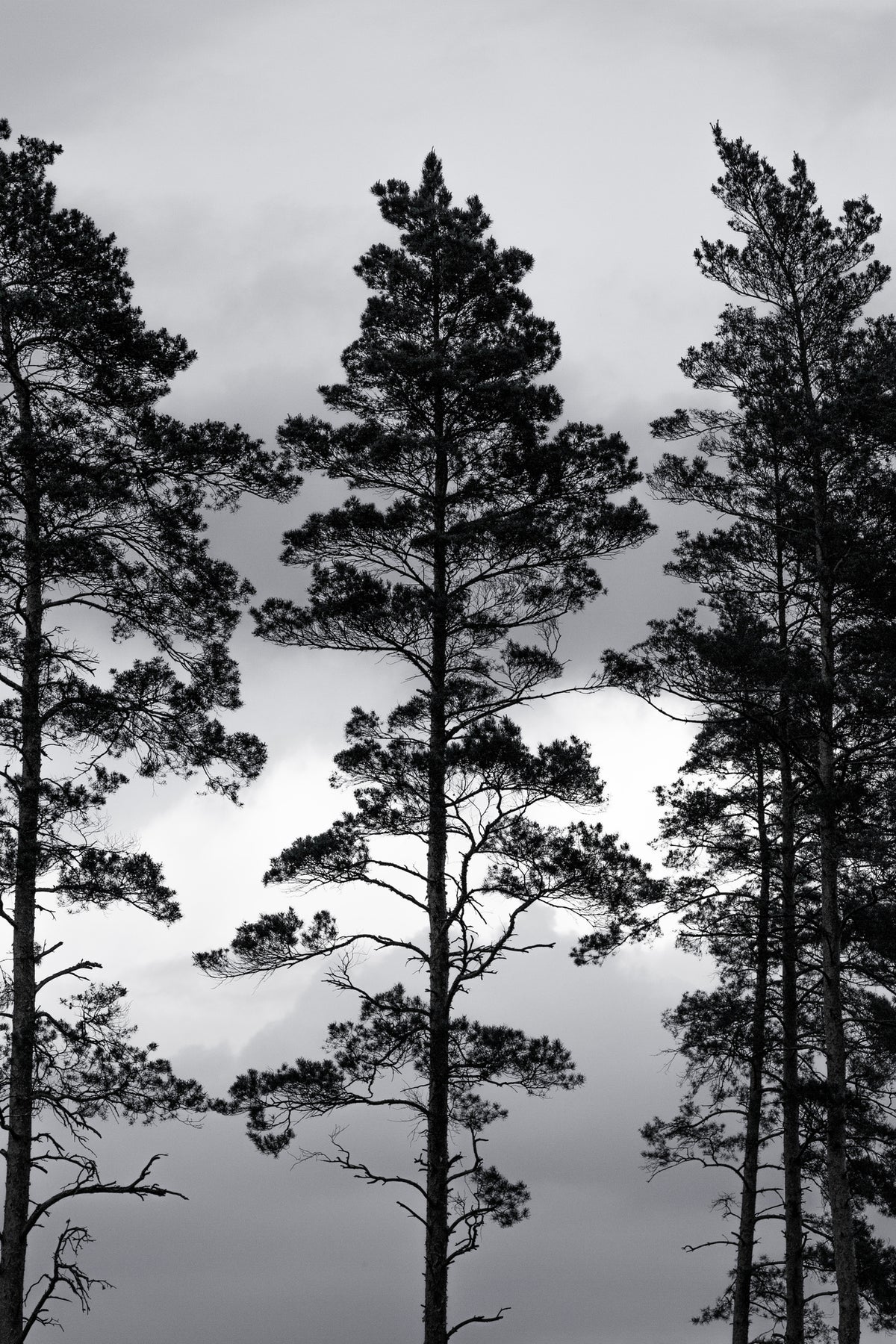canvas-print-swedish-trees