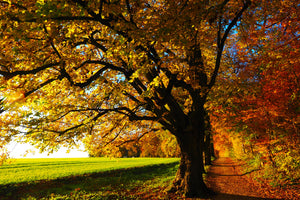 3-piece-canvas-print-trees-in-the-autumn