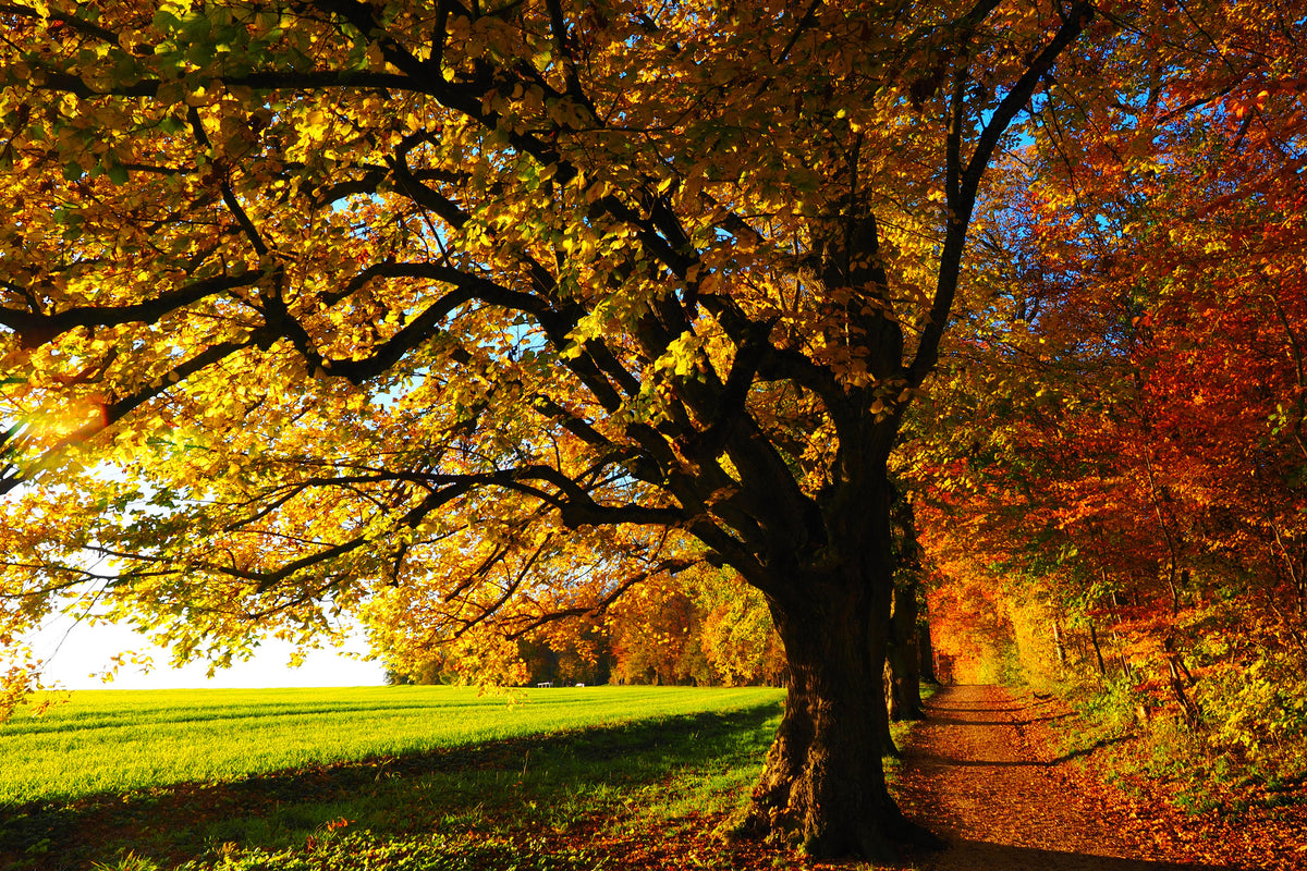 3-piece-canvas-print-trees-in-the-autumn