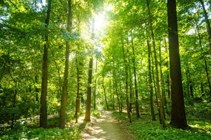 modern-3-piece-canvas-print-wald-mit-morgensonne