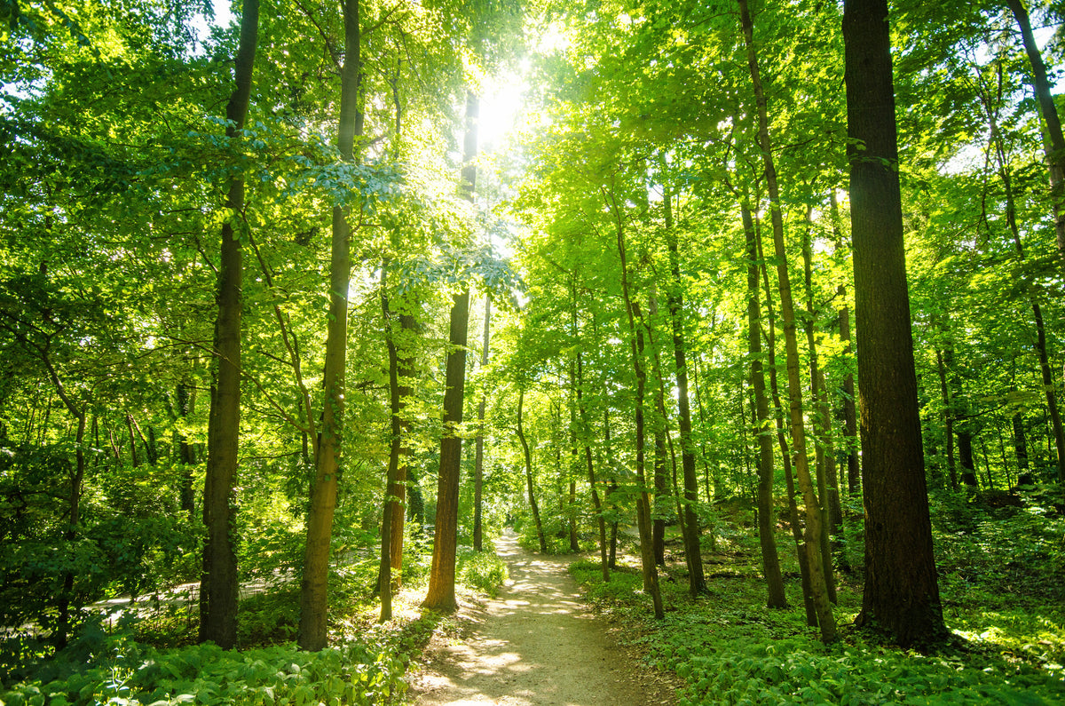 modern-3-piece-canvas-print-wald-mit-morgensonne