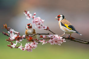 poster-print-goldfinches-on-a-flowering-branch