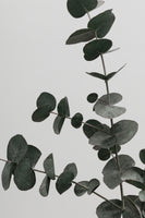 framedposter-print-eucalyptus-natural-05