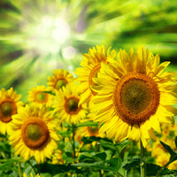 canvas-print-the-sun-and-the-flowers