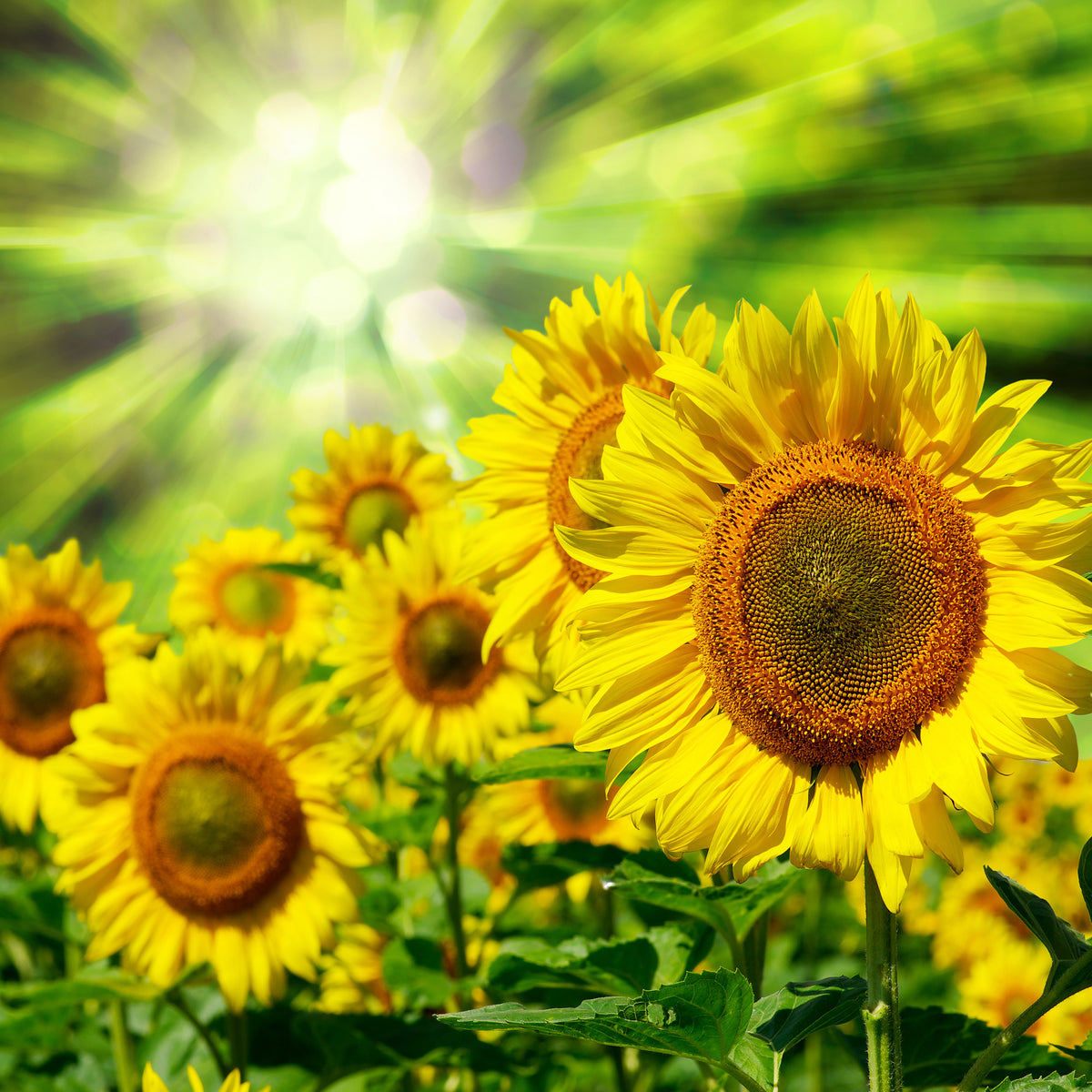 canvas-print-the-sun-and-the-flowers