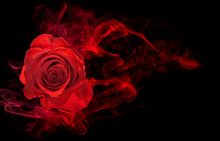 poster-print-red-flower-dark-magic