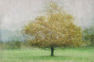 acrylic-print-solitaire-x