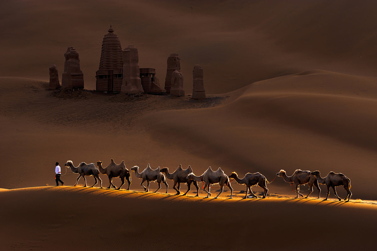aluminium-print-castle-and-camels